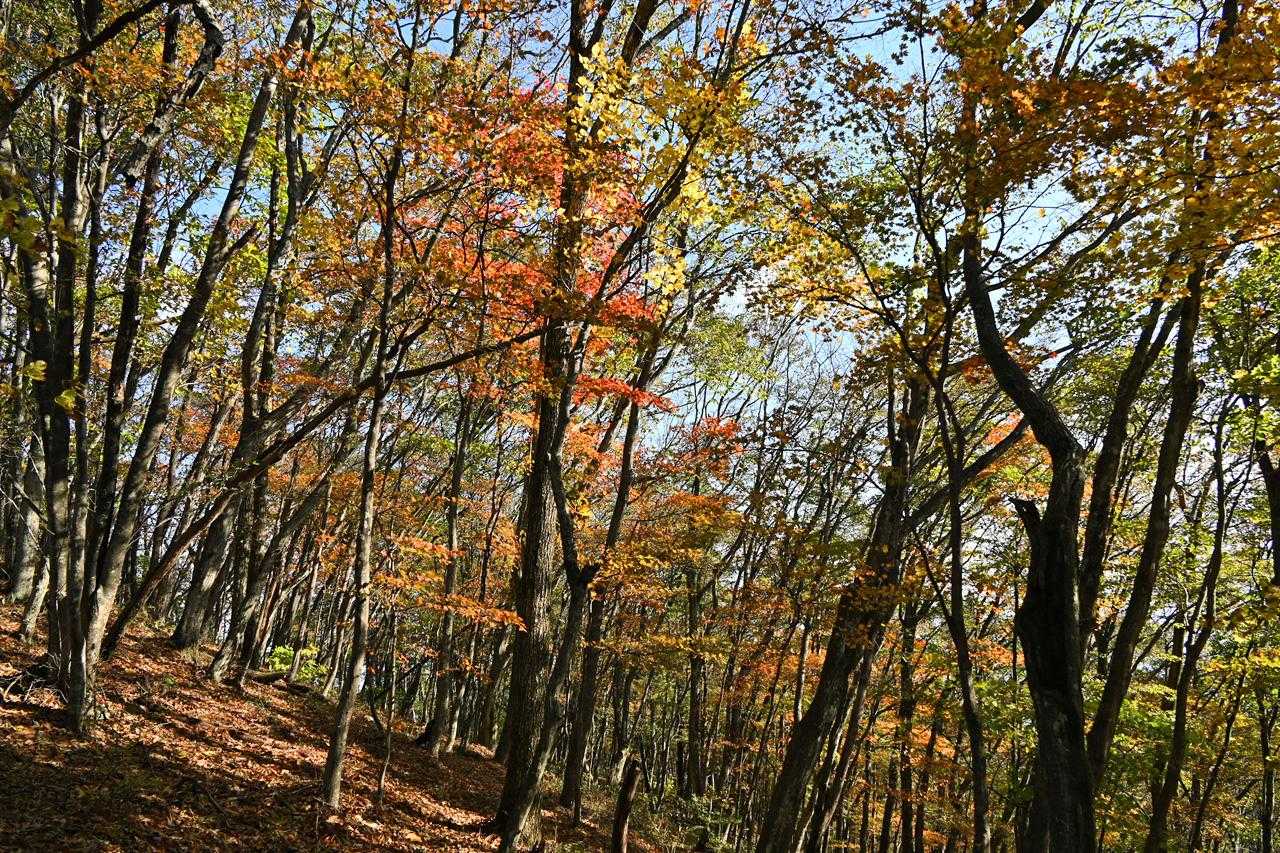臥牛山登山口-臥牛山-伯耆山-五万石-高根 往復コースの写真