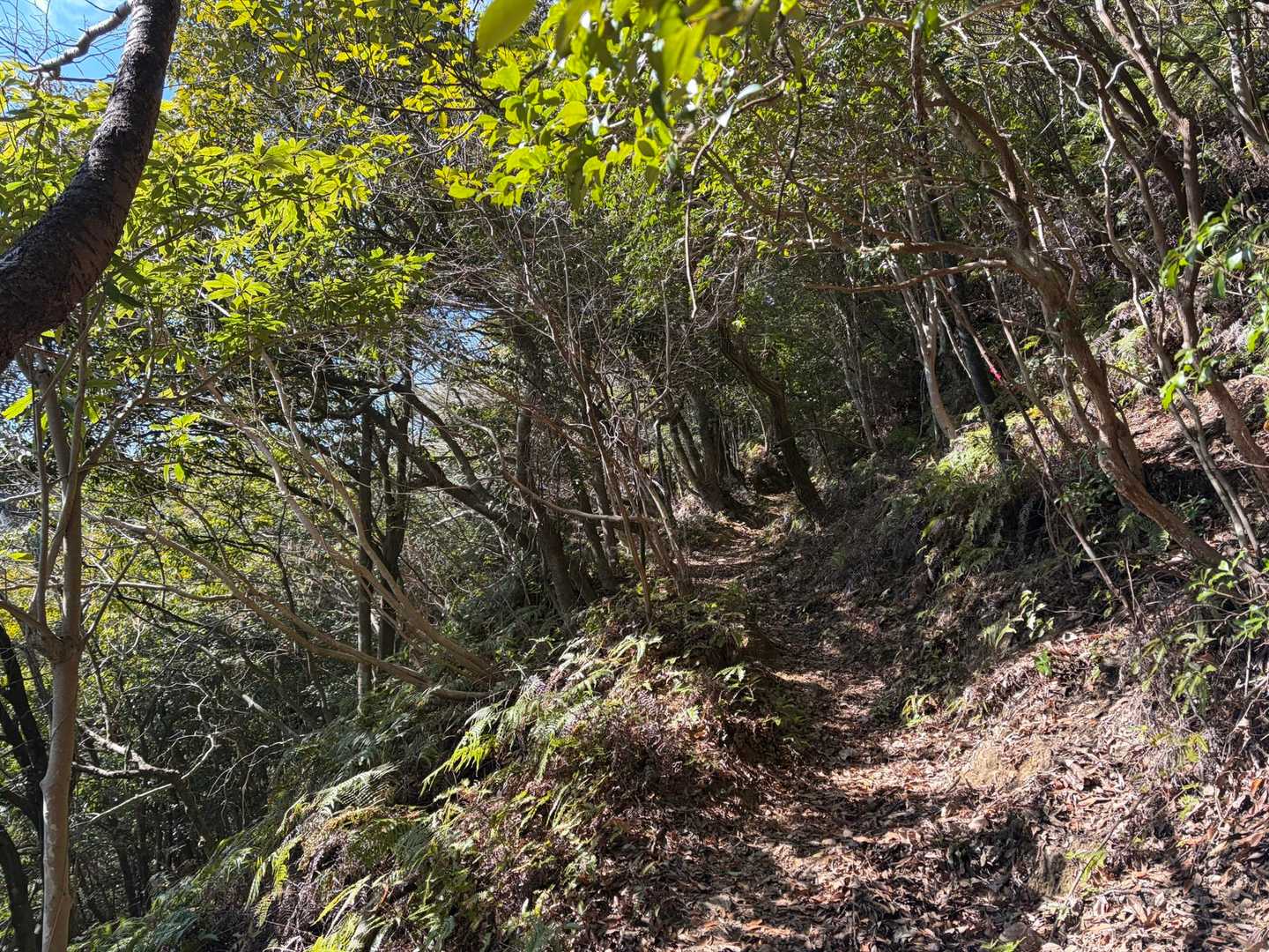 緩やかにずーっと上りだが歩きやすい山道♪