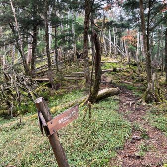 古礼山にはまき道がありますが山頂を目指します