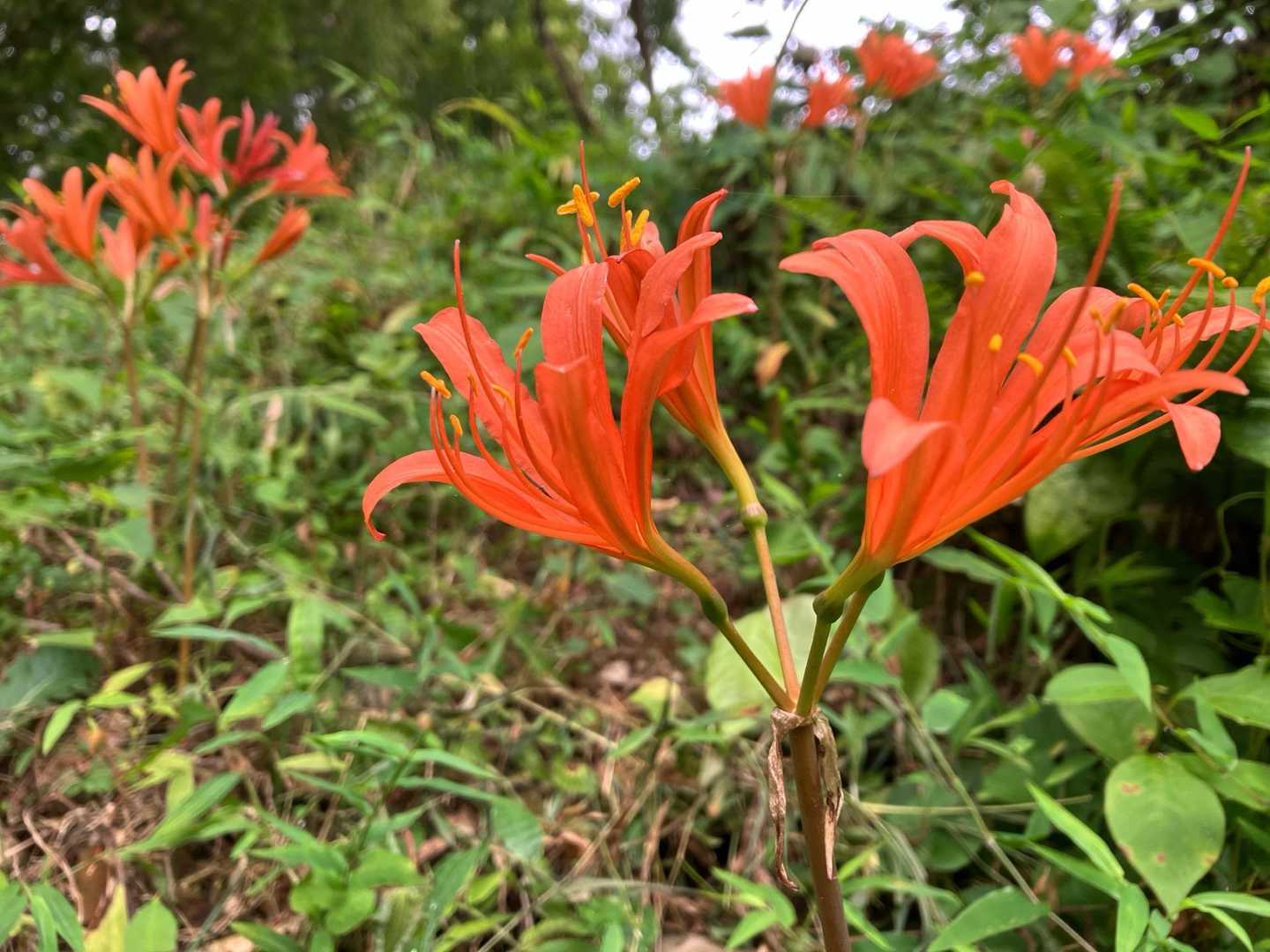 キツネノカミソリ　群生地です！
少し踏まれている？？
私も写真を撮る時は気をつけたいです〜