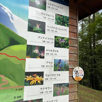 たくさんお花を見られて嬉しかったです🥹