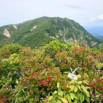 浅草はまた今度