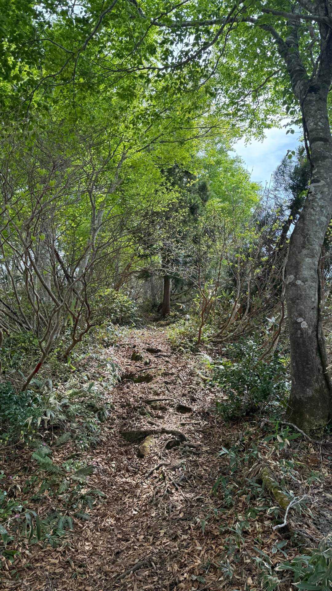 袴腰山 往復コースの写真