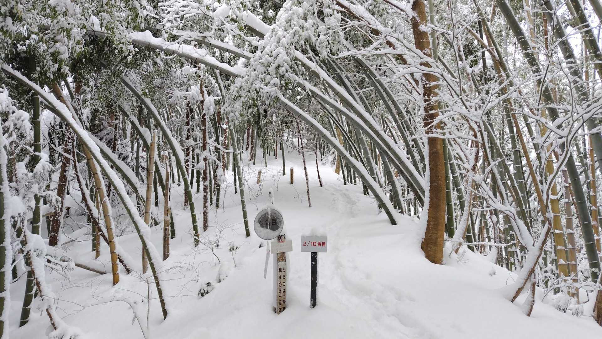 雪の重さで竹がしなる〜