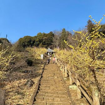 境内はロウバイの甘い香りが漂ってるー
深呼吸💛

蕾も多いから来週もまだまだ見頃ですね