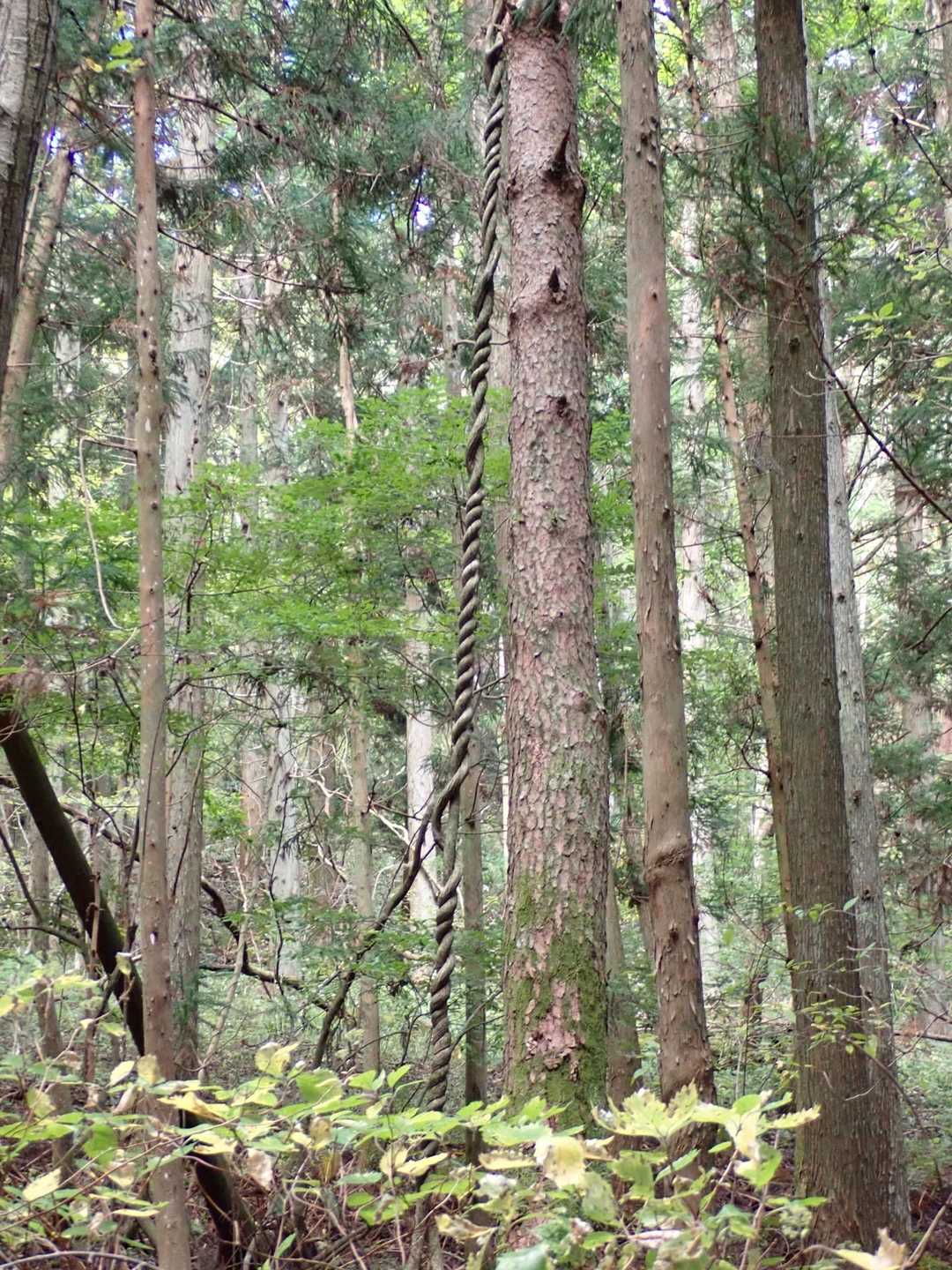 鬼ヶ城山 周回コースの写真