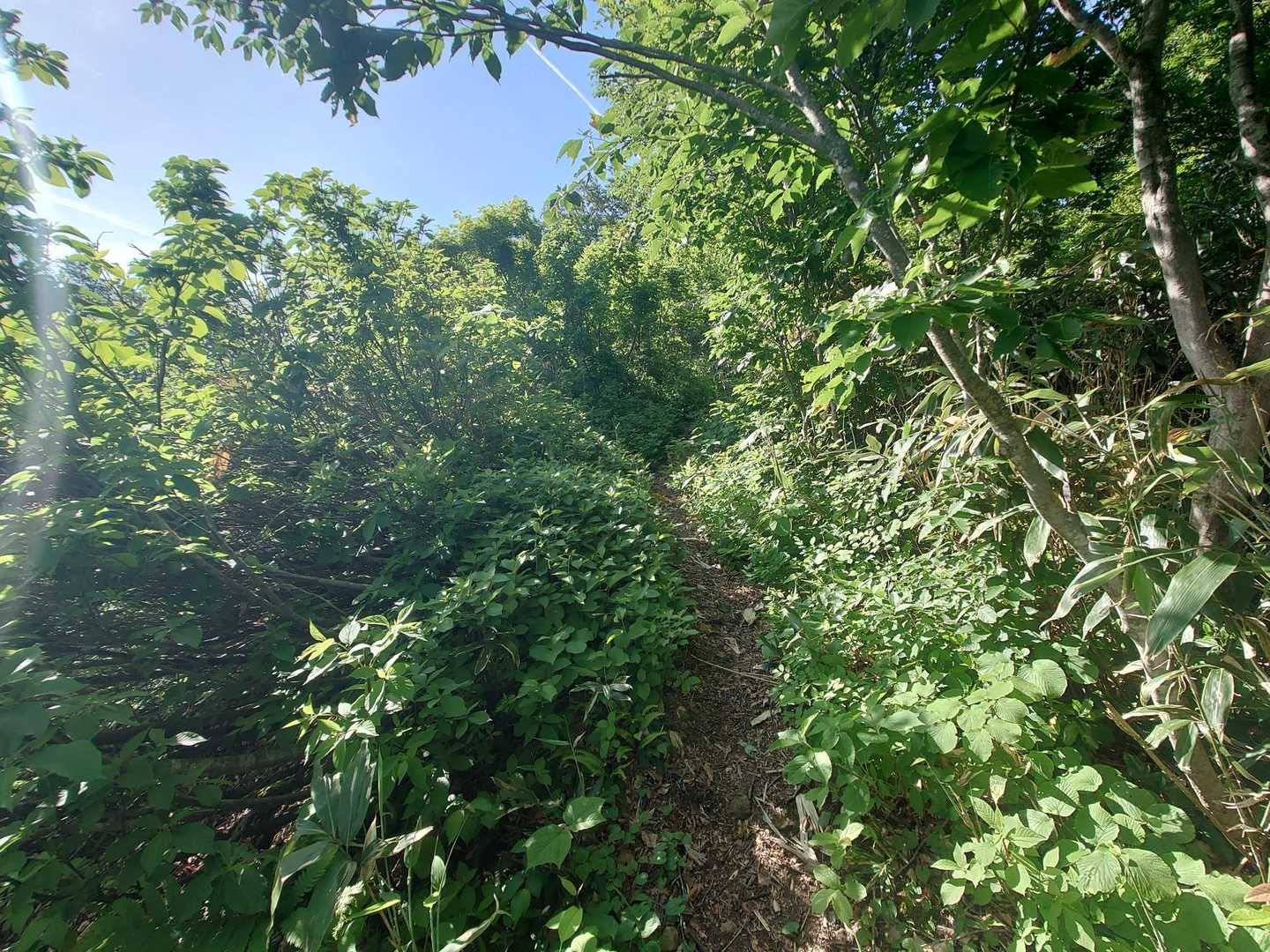 登山道