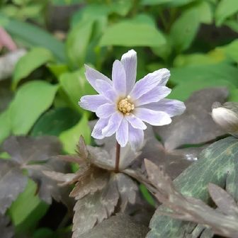 🐌ヨッシー🐌