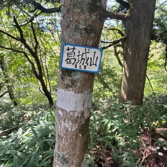 ピークの標識