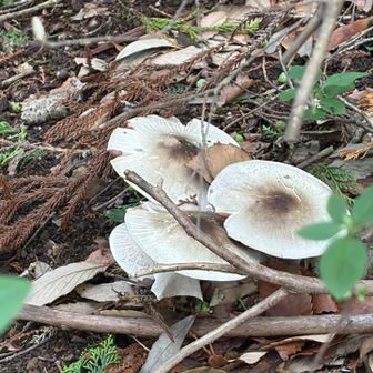 キノコ