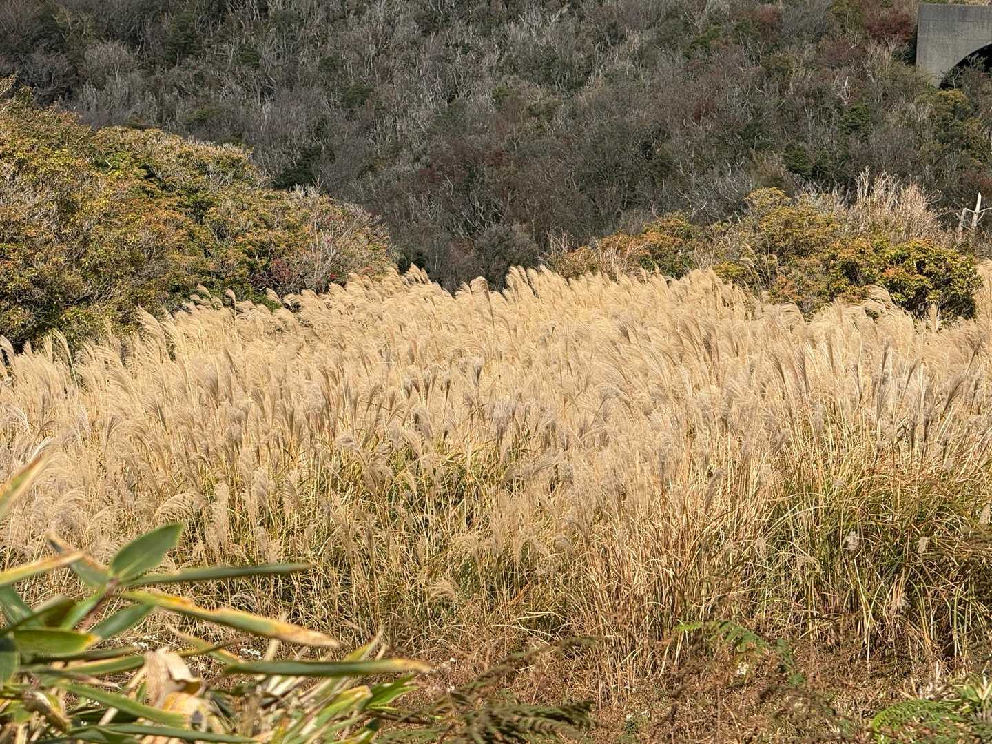 ススキ🌾が　きれい