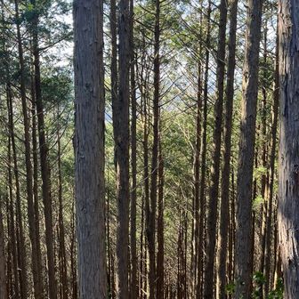人生の並木道 六ヶ岳ver.
こっちの方が険しい😅