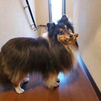 まろんこ