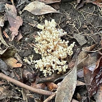 きのこ🍄