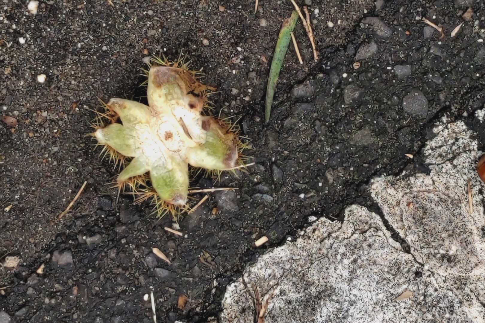なんか、モンスターかのような抜け殻……笑