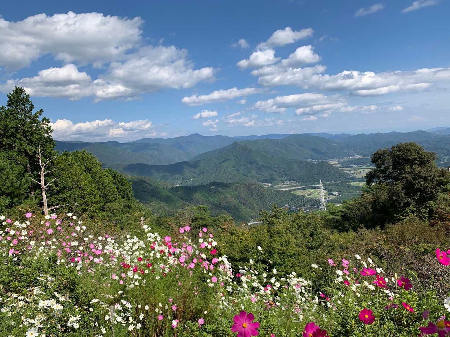 コスモス畑と