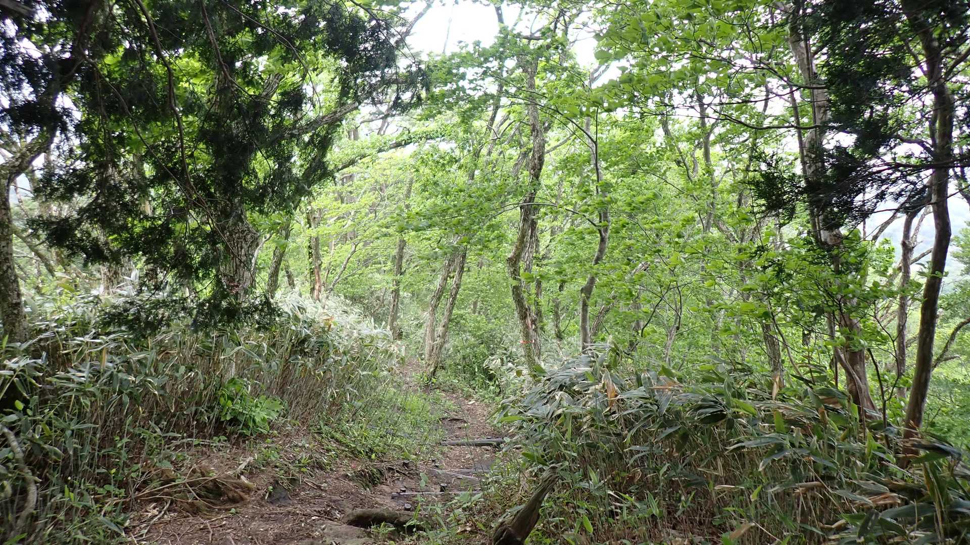 中蒜山登山口への樹林帯を下ります