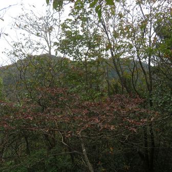 左手の山がトンガリ山かな
