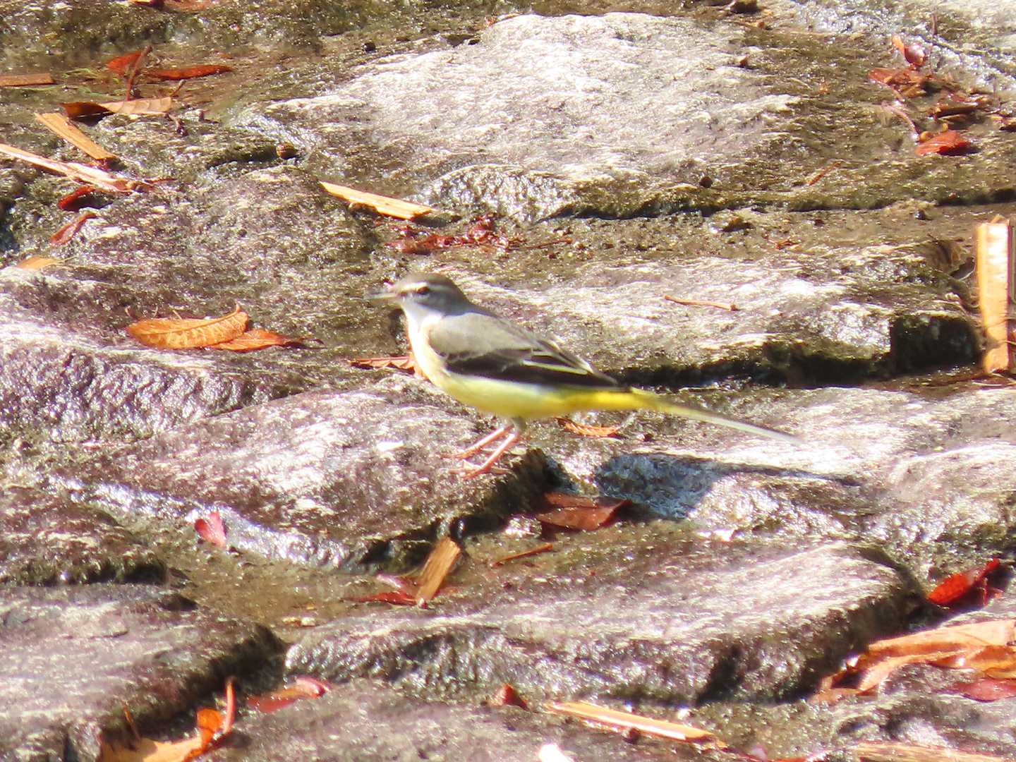 河川敷に下りてきました。
綺麗な鳥です。
