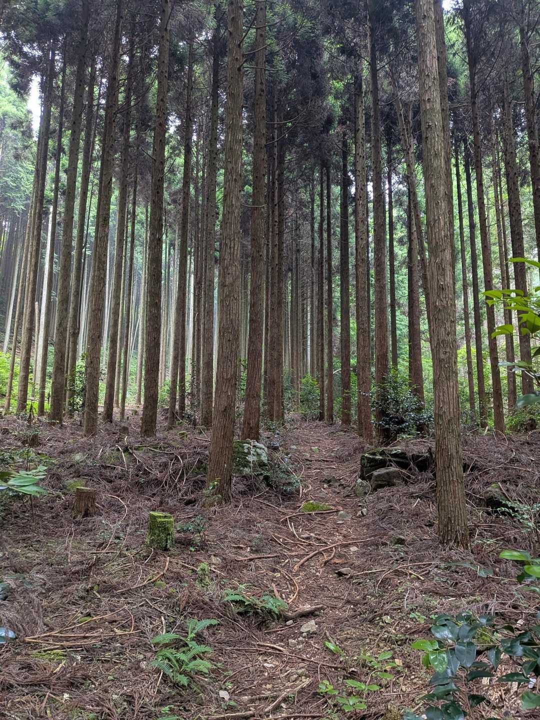 鷹ノ巣山・カンノ木山登山口-鷹ノ巣山 往復コースの写真