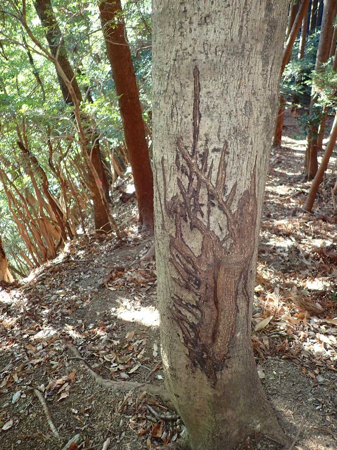🦌　激下り⤵︎