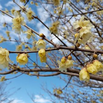 蝋梅の香り好きだな💕😍