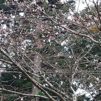 四季桜は満開