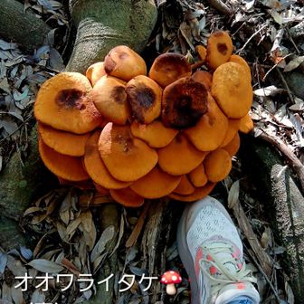 😳大きな🍄キノコ2️⃣
大笑いタケ❓😁