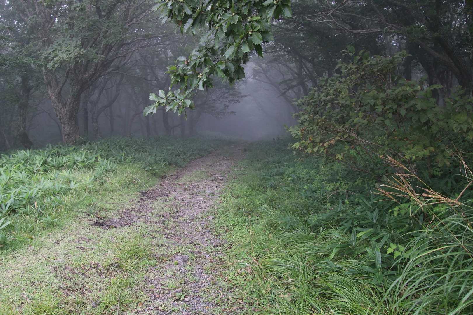 霧の中へ