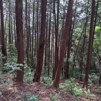 地味だけど好きなコース