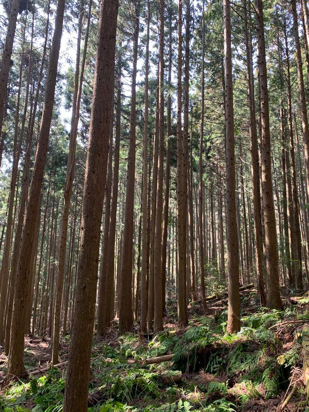 登山道には、切った杉の枝。
踏むと大量の黄色い粉が😱
