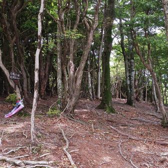 鯉のぼりが置いてあったが、どうやら他の山の民の忘れ物らしいｗ
ミカエルさんの知り合いなので、回収して持ち帰るそうだ。

んー、なかなかこんな奥地の山に足を運ぶ人はいないよ？💧
ミカエルさんくらいだろうね。