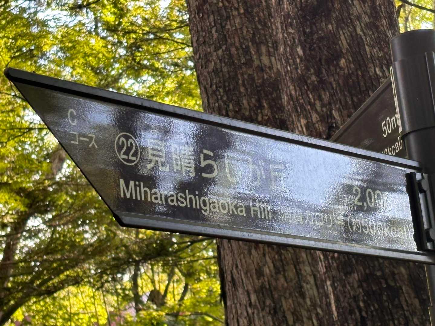 今日は規制の無くなった見晴しが丘コースへ、倒木綺麗に処理されてました