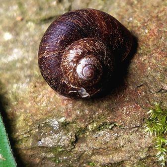 蝸牛