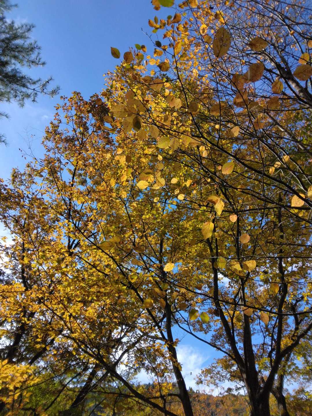 山の木々も秋の装い🍁