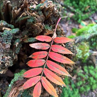 紅葉🍁