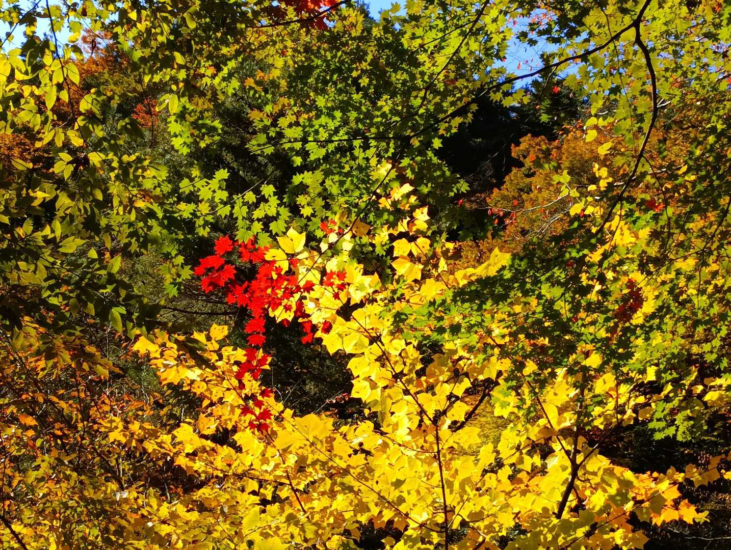🍁💛💚
