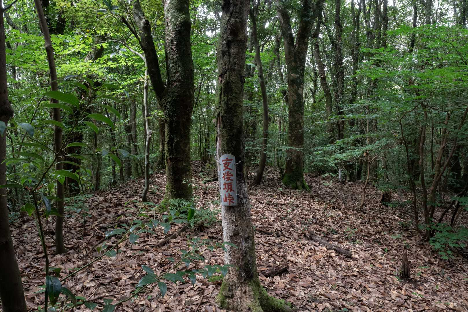 アゴ坂峠は安後坂峠だったんですね

アゴ坂峠からは山中分岐まで登りきってキャンプ場まで下っていきました
