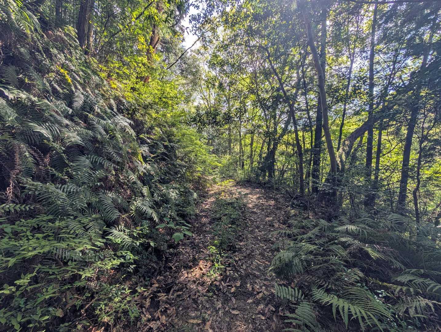 塔の岩 へ