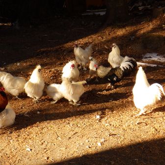 金時神社といえばニワトリさんたち。元気に鳴いていた。