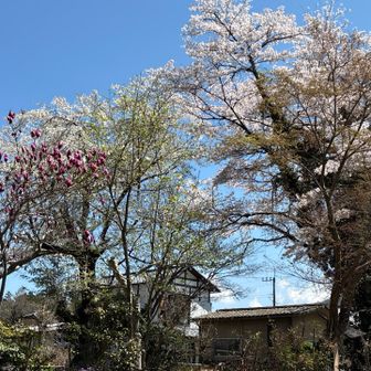 民家の桜も綺麗