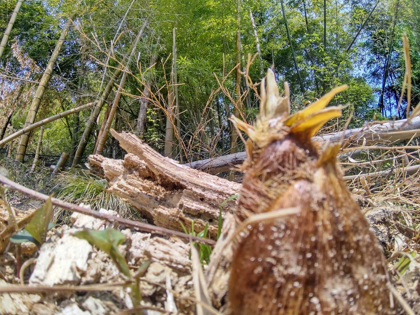 仮称　明治たけのこの里