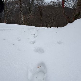 反対側から歩いた人の足跡が残っていたのが救い