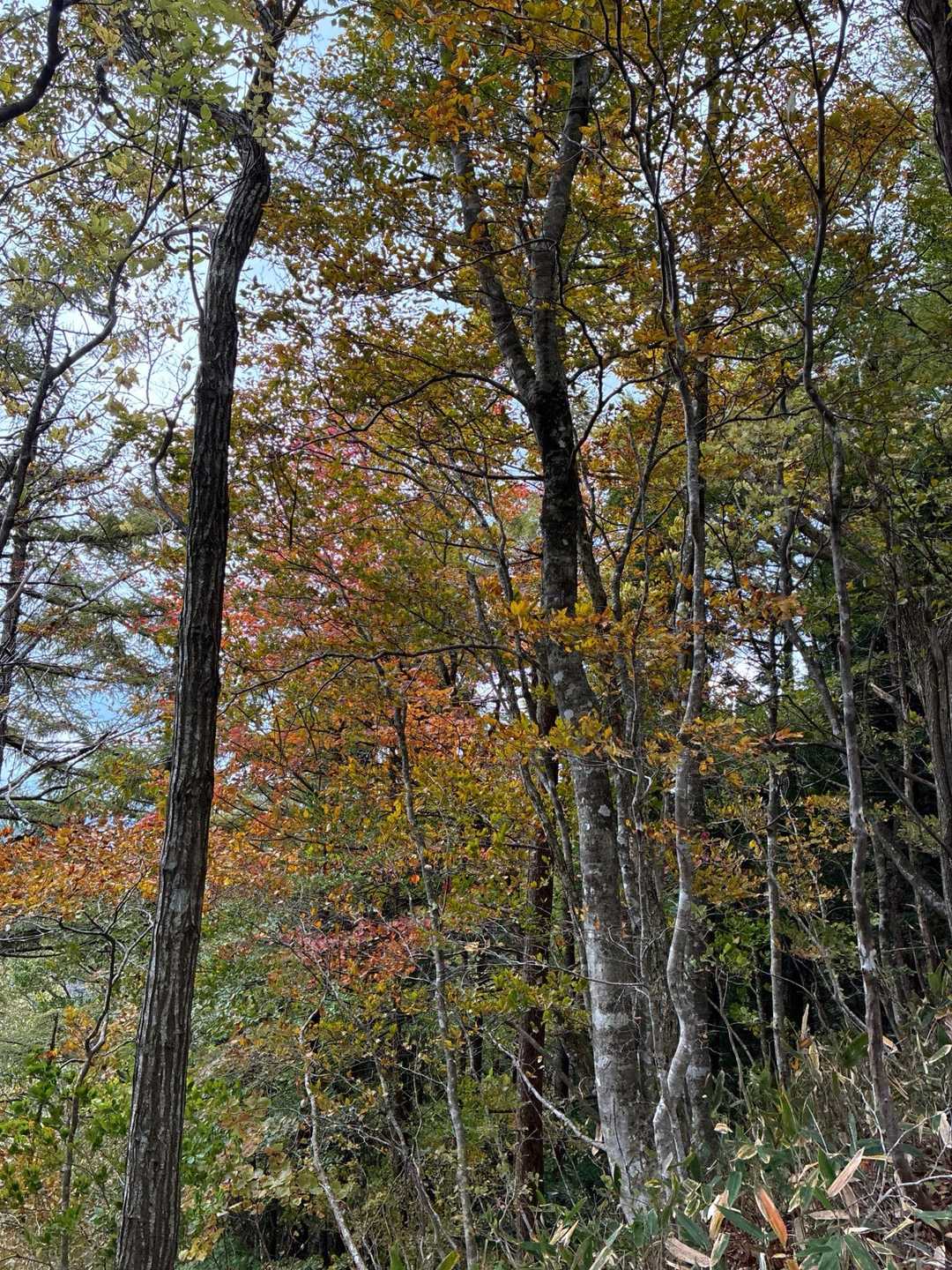 高清水トレイル登山口-大畝山-御林山-池川山 往復コースの写真