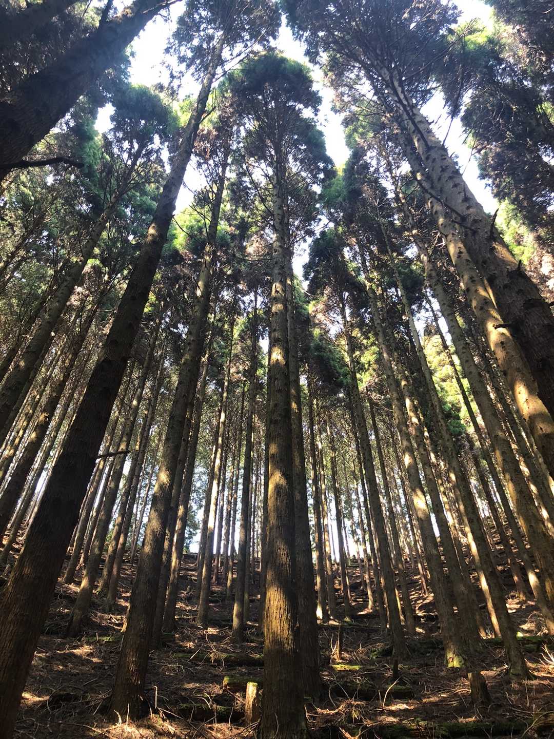 綺麗(๑´ㅂ`๑)