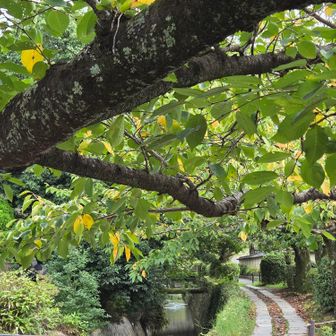 哲学の道歩いて帰ります
桜の葉も少しずつ秋色に
