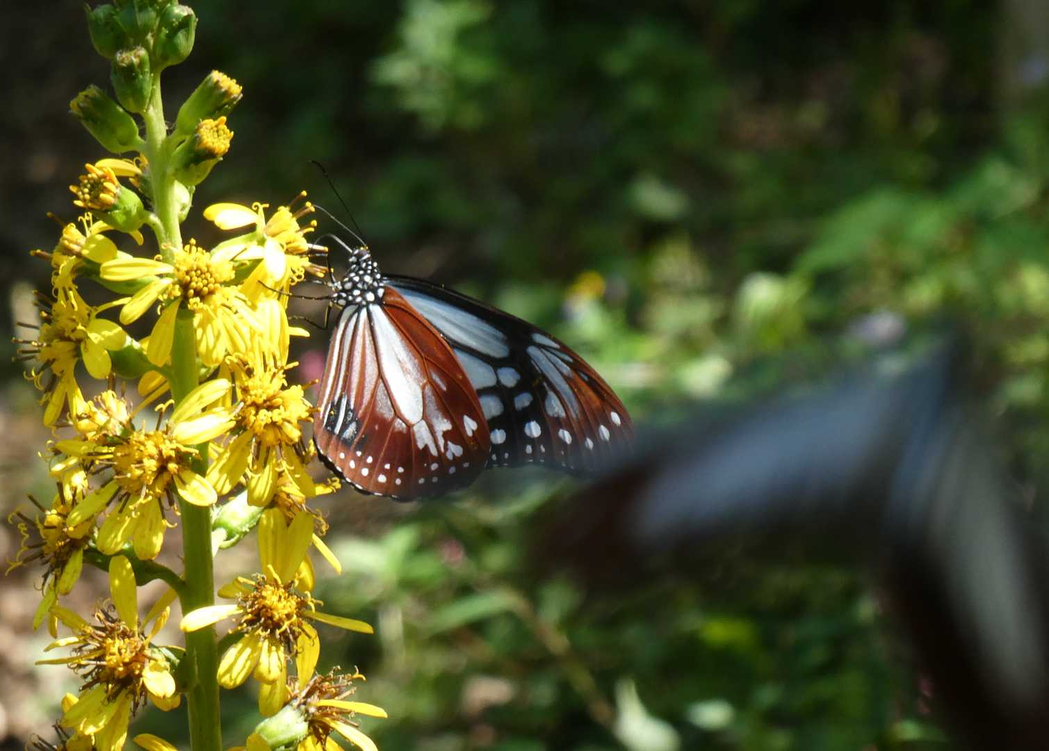 アサギ
