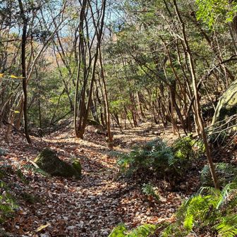 このルートは落ち葉で滑りまくり、やや危険⚠️