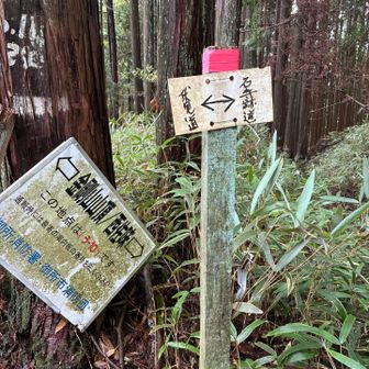 行ったと思ってたけど…伏見道もまだ行ってなかった‼️