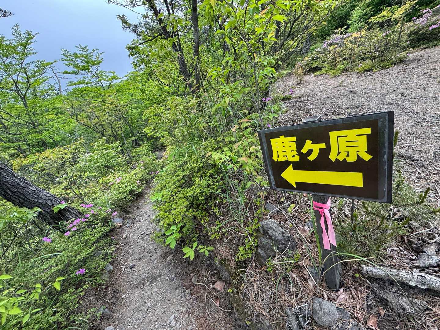 はい二日ぶりに霧島山に来てしまいました。

雲仙・普賢岳のMK🌸も最高らしいと聞き、
行きたかったけど 、勤務の都合で諦め💦

久しぶりの矢岳・竜王山の周回ですが、午後から曇り☁️いつ雨が降ってもおかしくない状態

まずは鹿ヶ原のミヤマキリシマをリサーチ

